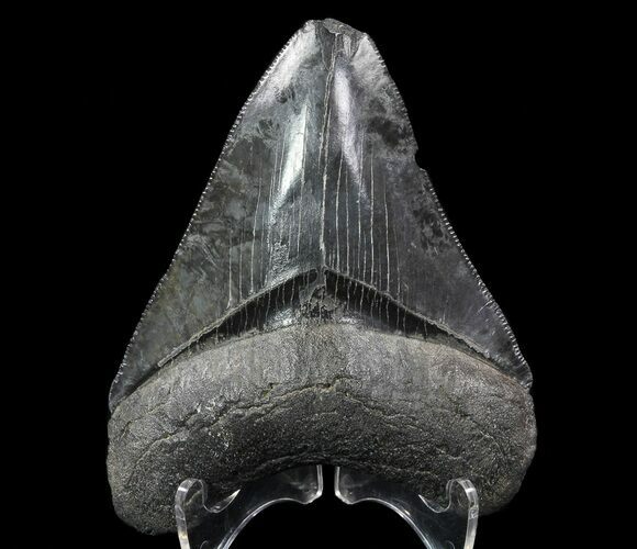 Serrated, Fossil Megalodon Tooth - Georgia #65792